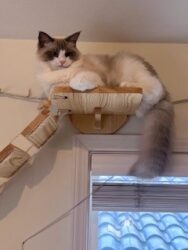 RagdollKittyCats of CA