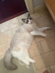 RagdollKittyCats of CA
