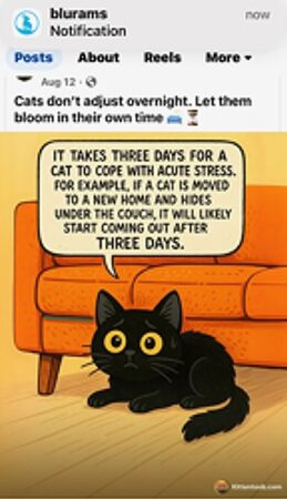 RagdollKittyCats of CA