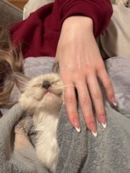 RagdollKittyCats of CA