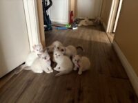 RagdollKittyCats of CA