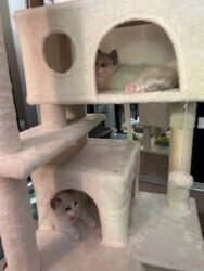 RagdollKittyCats of CA