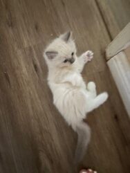 RagdollKittyCats of CA