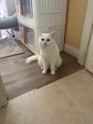 RagdollKittyCats of CA