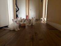 RagdollKittyCats of CA