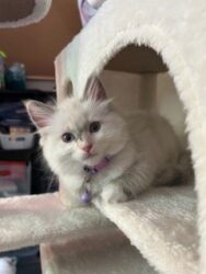 RagdollKittyCats of CA