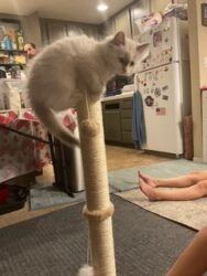 RagdollKittyCats of CA