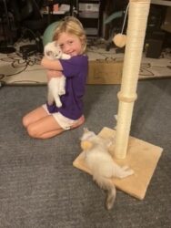 RagdollKittyCats of CA
