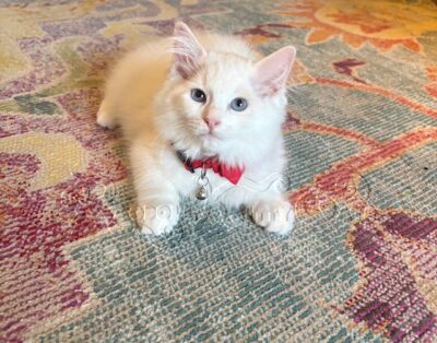 RagdollKittyCats of CA