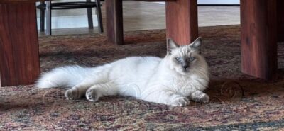 RagdollKittyCats of CA