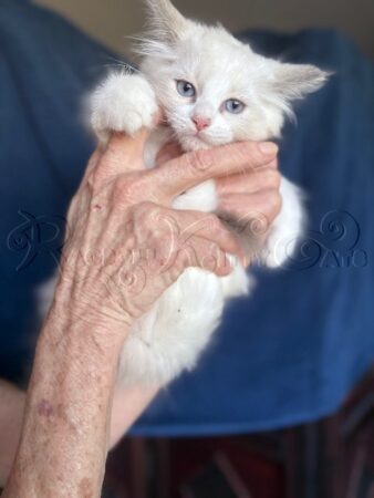 RagdollKittyCats of CA