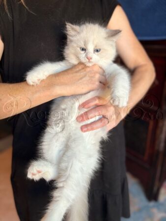 RagdollKittyCats of CA