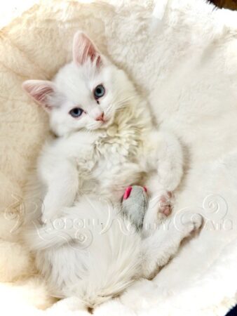 RagdollKittyCats of CA