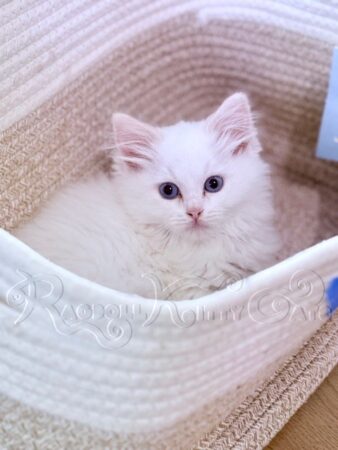 RagdollKittyCats of CA