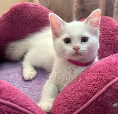 RagdollKittyCats of CA