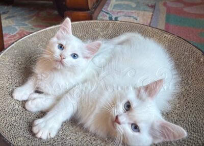 RagdollKittyCats of CA