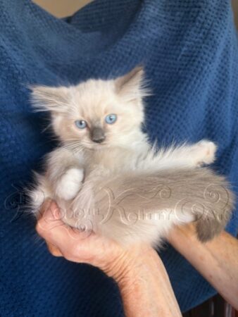 RagdollKittyCats of CA