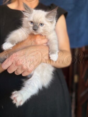 RagdollKittyCats of CA