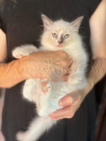 RagdollKittyCats of CA