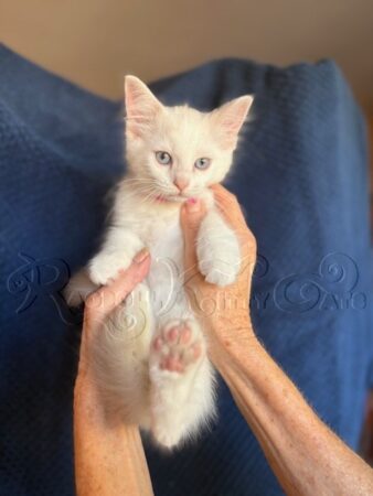 RagdollKittyCats of CA