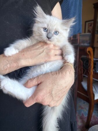 RagdollKittyCats of CA