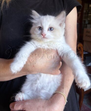 RagdollKittyCats of CA