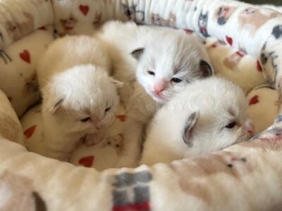 Ragdoll Kittens Available CA