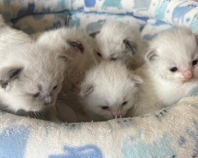 Ragdoll Kittens Available CA