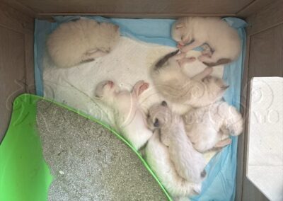 RagdollKitty Cats available Ragdoll Kittens CA