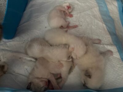 RagdollKitty Cats available Ragdoll Kittens CA