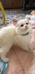 RagdollKitty Cats available Ragdoll Kittens CA