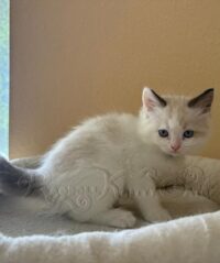 RagdollKitty Cats available Ragdoll Kittens CA