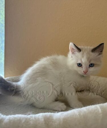 RagdollKitty Cats available Ragdoll Kittens CA