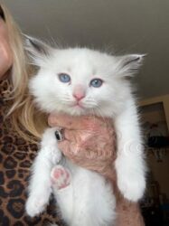 RagdollKitty Cats available Ragdoll Kittens CA