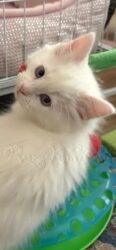 RagdollKitty Cats available Ragdoll Kittens CA
