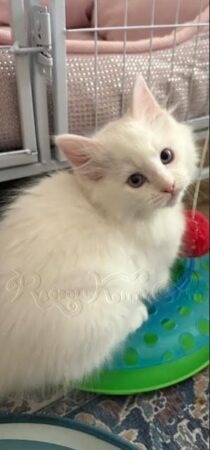 RagdollKitty Cats available Ragdoll Kittens CA