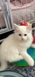 RagdollKitty Cats available Ragdoll Kittens CA