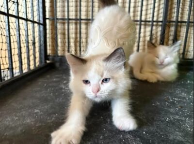 RagdollKitty Cats available Ragdoll Kittens CA
