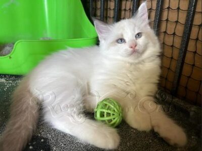 RagdollKitty Cats available Ragdoll Kittens CA