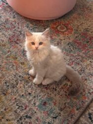 RagdollKittyCats of CA