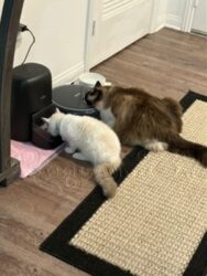 RagdollKittyCats of CA