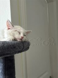 RagdollKittyCats of CA