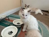 RagdollKittyCats of CA
