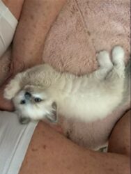 RagdollKittyCats of CA