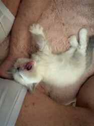 RagdollKittyCats of CA
