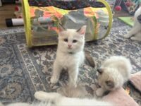 RagdollKittyCats of CA