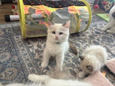 RagdollKittyCats of CA