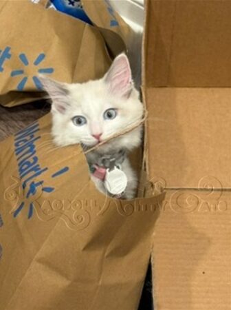RagdollKittyCats of CA