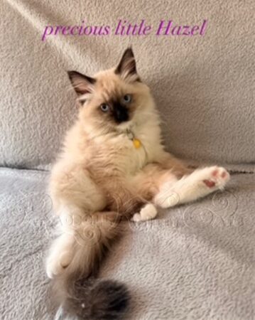 RagdollKittyCats of CA