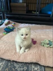 RagdollKittyCats of CA